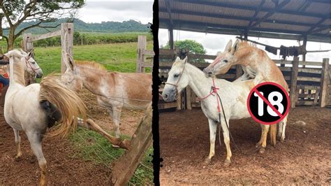 Quando o CAVALO CRUZA com uma JUMENTA o que acontece